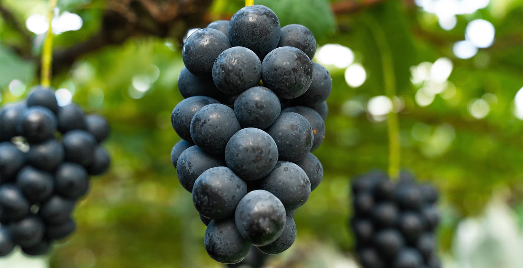 ナガノパープル