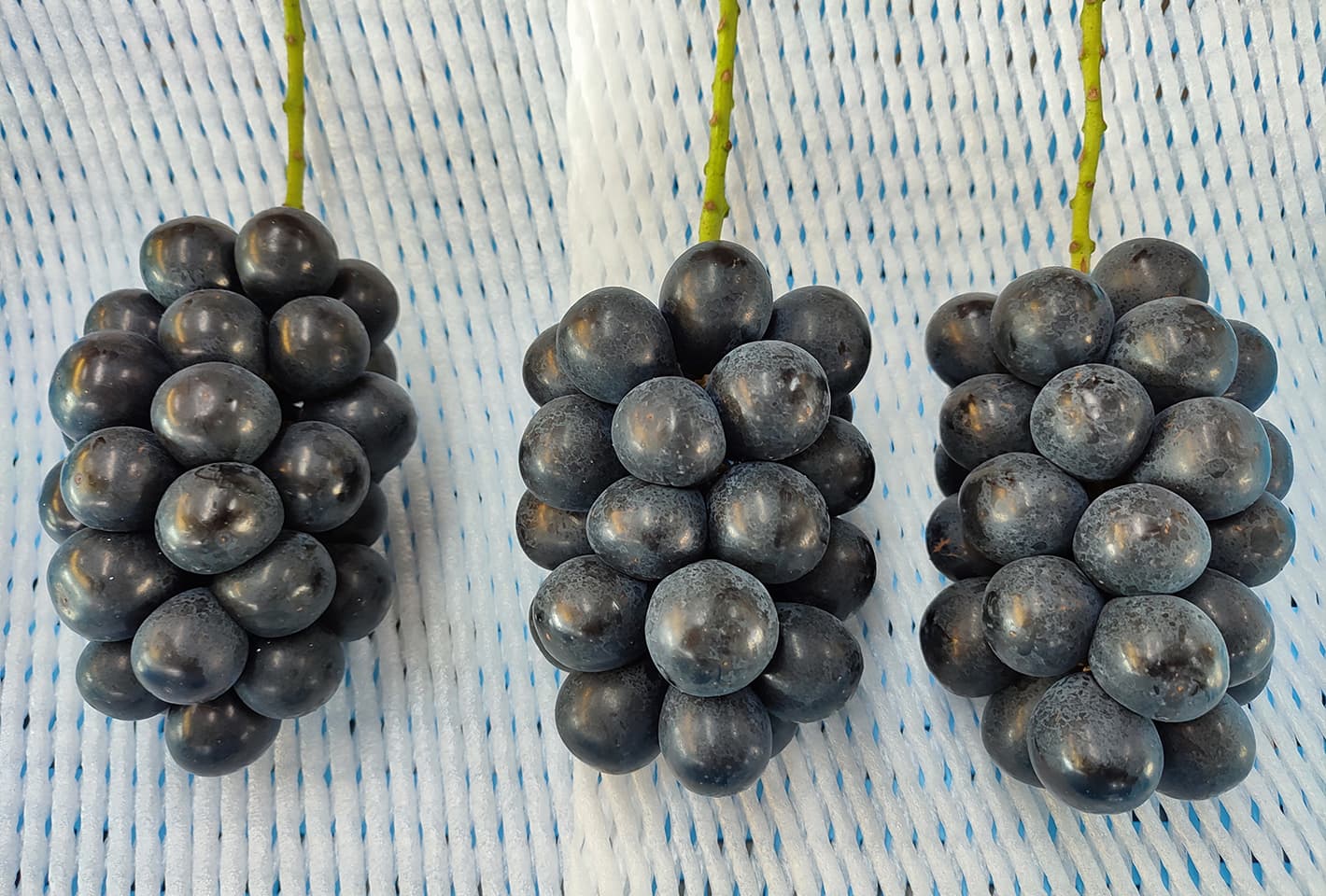 ナガノパープル