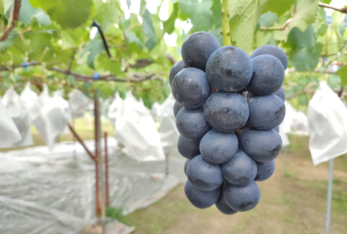 ナガノパープル